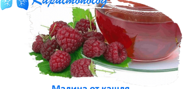 Малина от кашля (рецепты)